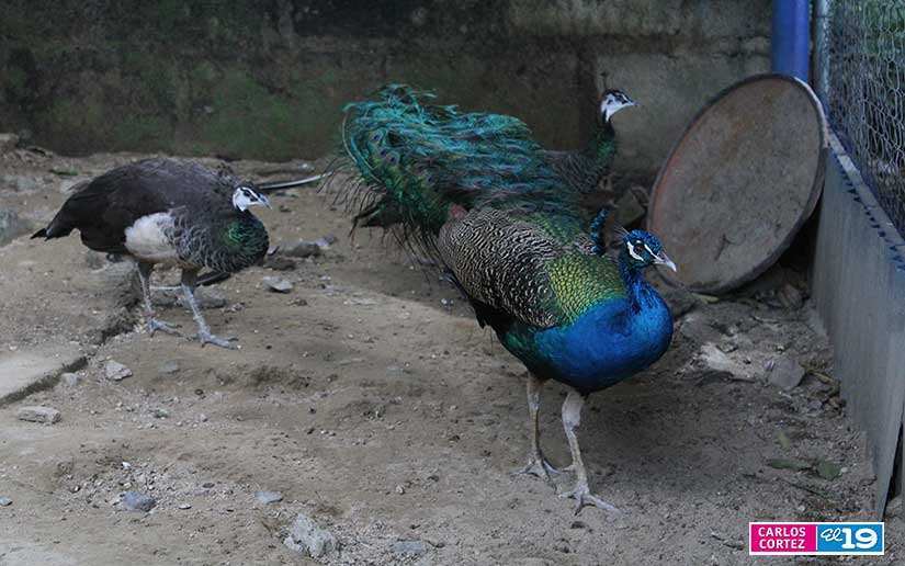 ZOO